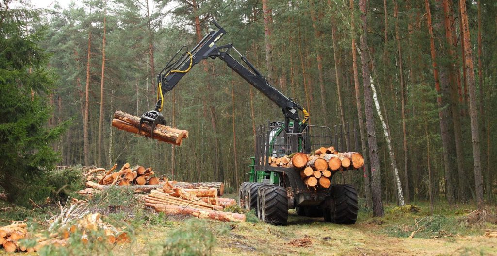 Cut Down Rain Forest