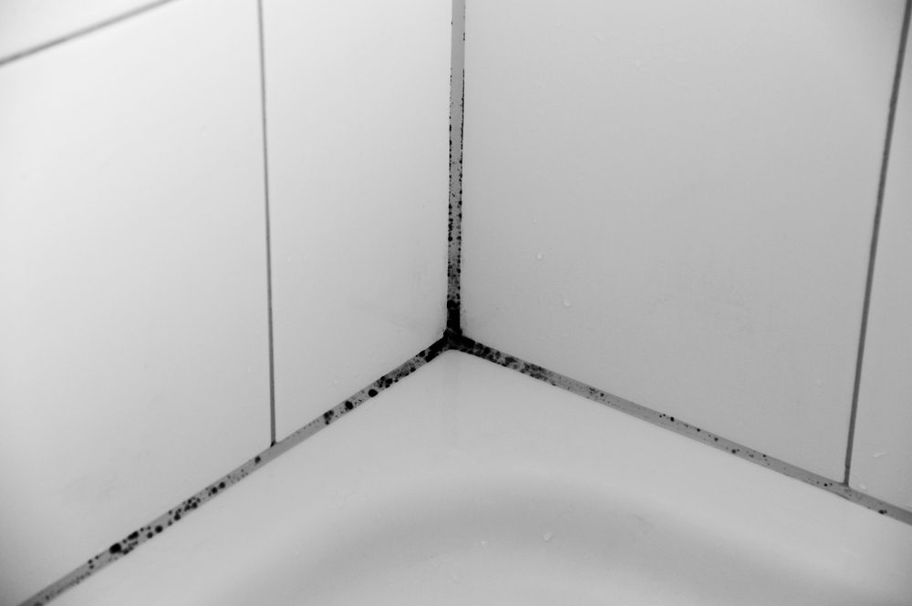 Get Rid Of Shower Mold, 